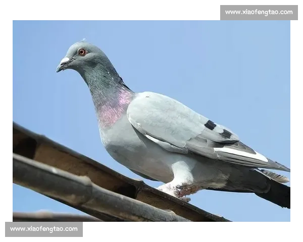 今日赛鸽竞赛激烈展开 多地鸽友争锋角逐速度与耐力之巅