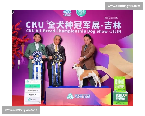 参加CKU比赛需要投入多少费用全面解析与省钱技巧分享 参加CKU比赛需要投入多少费用全面解析与省钱技巧分享