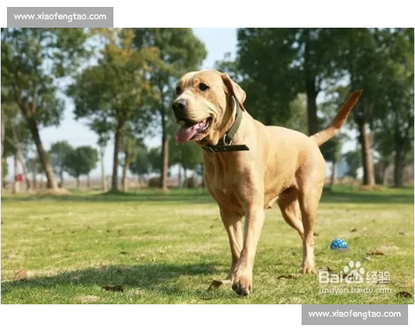 大型犬竞技盛会精彩纷呈 超级犬种争霸赛即将揭幕