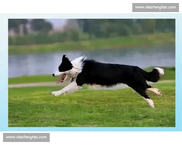 极速反应与智慧较量：边境牧羊犬精彩视频比赛集锦